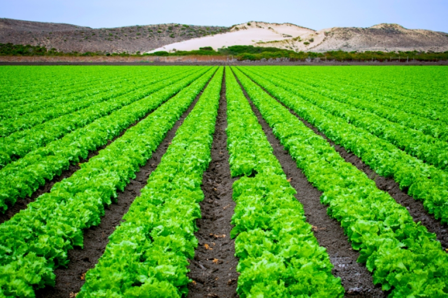 O Agronegócio Brasileiro: Como Ele Impacta a Economia Nacional e o Mundo