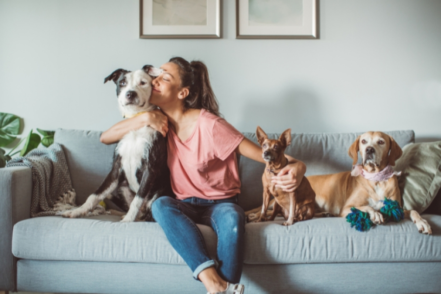 Cadastro Nacional de Animais Domésticos: Tudo o Que Você Precisa Saber Sobre Custos, Taxas e Benefícios